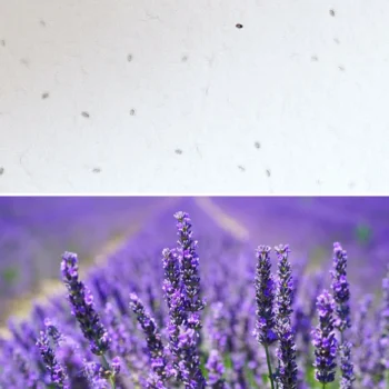 fogli-carta-piantabile-semi-lavanda